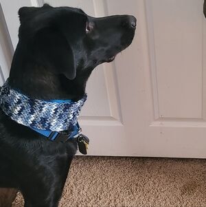 Hand-Crocheted Dog Cowls